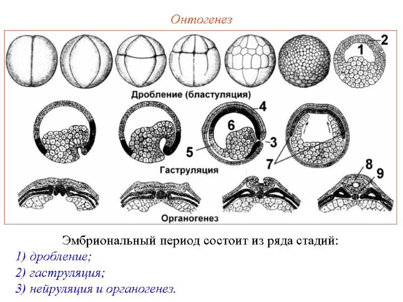 Онтогенез Эмбриональный период состоит из ряда стадий: 1) дробление; 2) гаструляция; 3) нейруляция и Онтогенез Эмбриональный период состоит из ряда стадий: 1) дробление; 2) гаструляция; 3) нейруляция и